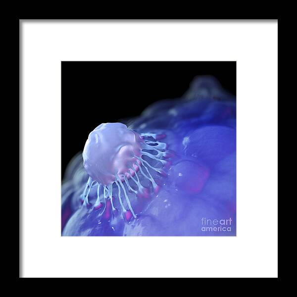 Stem Cell Framed Print featuring the photograph Stem Cells by Science Picture Co