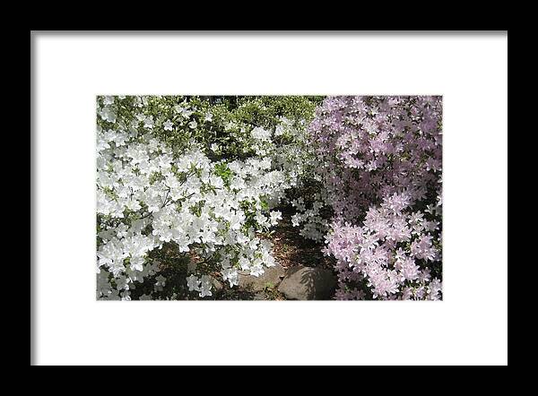 Garden Framed Print featuring the photograph Step Into Spring by Melissa McCrann