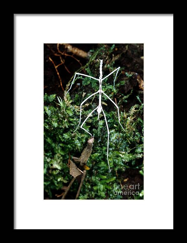 Animal Framed Print featuring the photograph Stick Insect Phasmid by Gregory G Dimijian MD