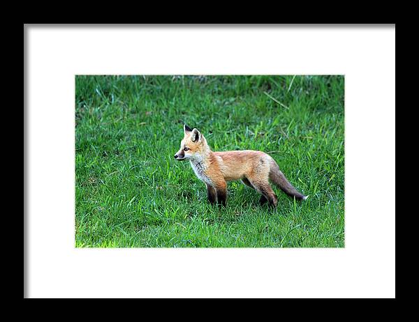 Kit Framed Print featuring the photograph Still A Pup by Shane Bechler