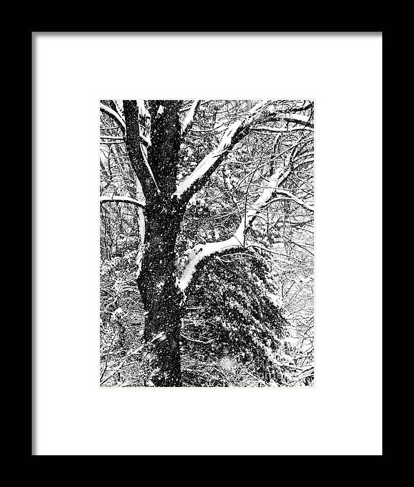 Trees Framed Print featuring the photograph Still Falling by Louise Peardon