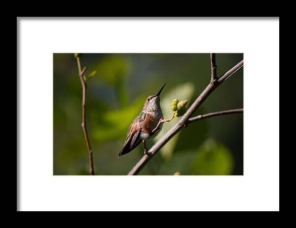 Animal Framed Print featuring the photograph Still For A Moment by Adria Trail