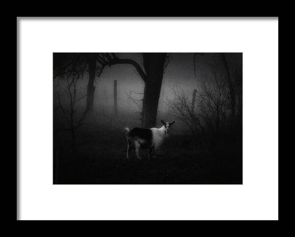 Goat Framed Print featuring the photograph Still Life with Goat by Mimulux Patricia No