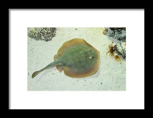 Stingray Framed Print featuring the photograph Stingray by Andreas Berthold