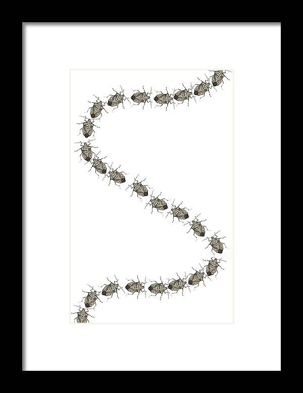 Stink Bug Framed Print featuring the digital art Stink Bugs I phone case by R Allen Swezey