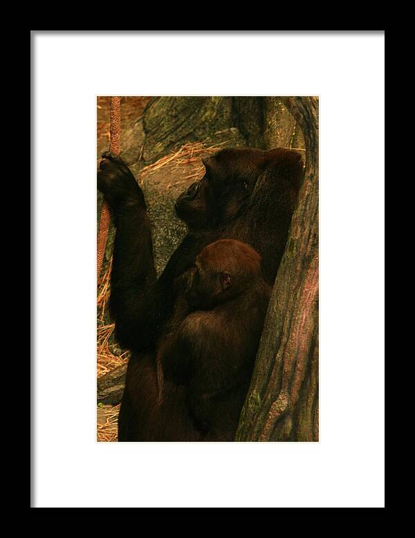 Primates Framed Print featuring the photograph Stolen Moments by Raymond Mays