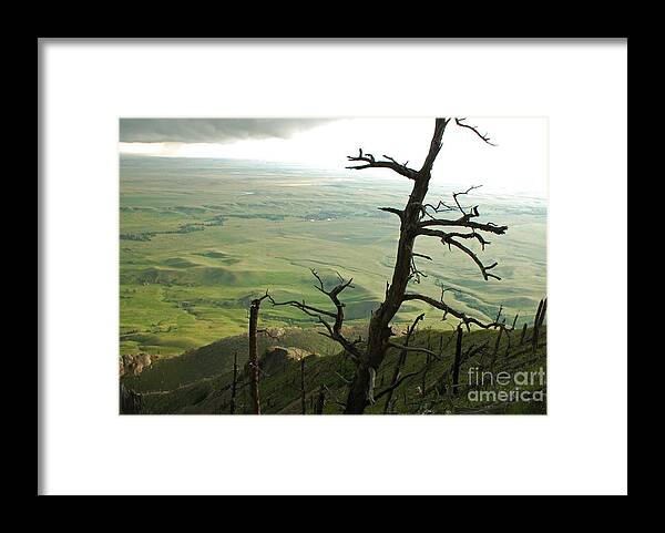 Bear Butte Framed Print featuring the photograph Stormy Tree by Mary Carol Story