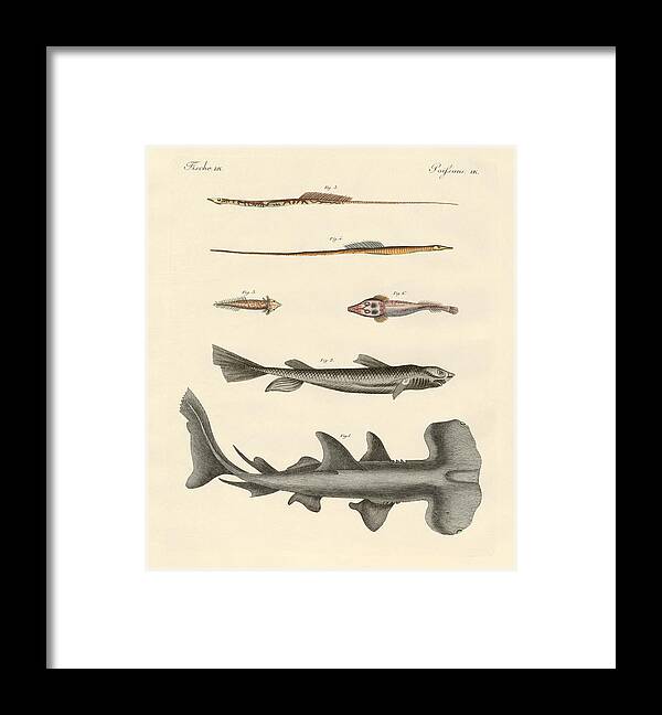 Bertuch Framed Print featuring the drawing Strange fish by Splendid Art Prints