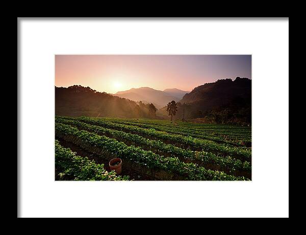 In A Row Framed Print featuring the photograph Strawberry Field by Pailoolom