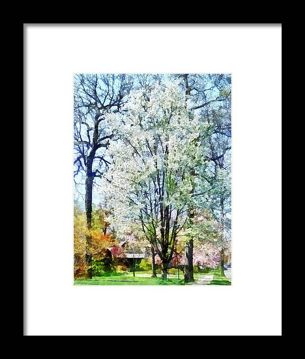 Spring Framed Print featuring the photograph Street With White Flowering Trees by Susan Savad