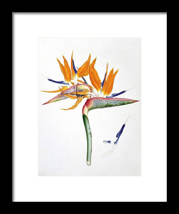 19th Century Framed Print featuring the photograph Strelitzia Reginae Flowers by Natural History Museum, London
