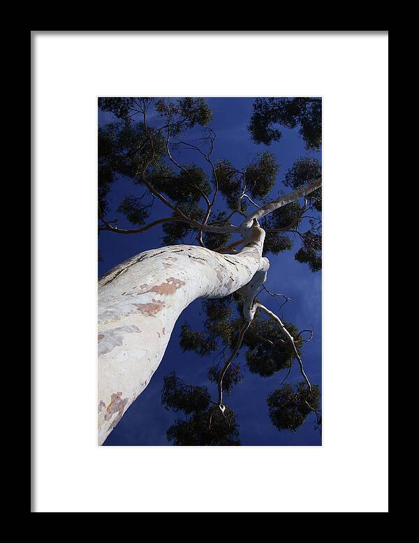 Eucalyptus Framed Print featuring the photograph Strength and Grace by James Knight