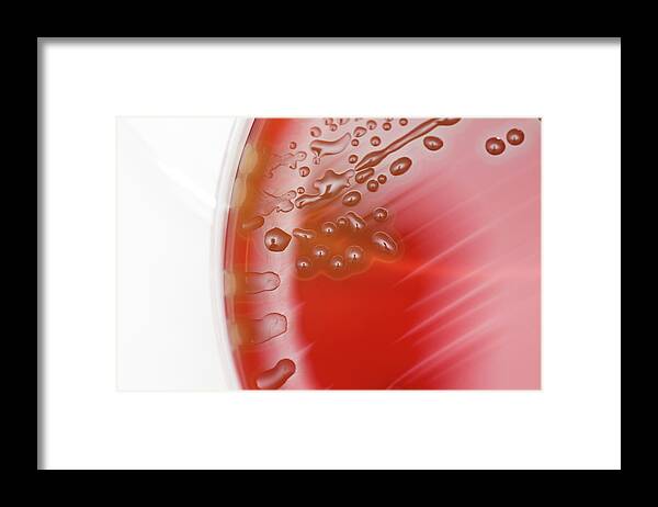 Haemolysis Framed Print featuring the photograph Streptococcus Pneumoniae Bacteria Culture by Daniela Beckmann