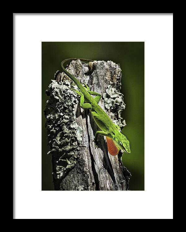 Green Anole Framed Print featuring the photograph Stressed Anole by Donald Brown