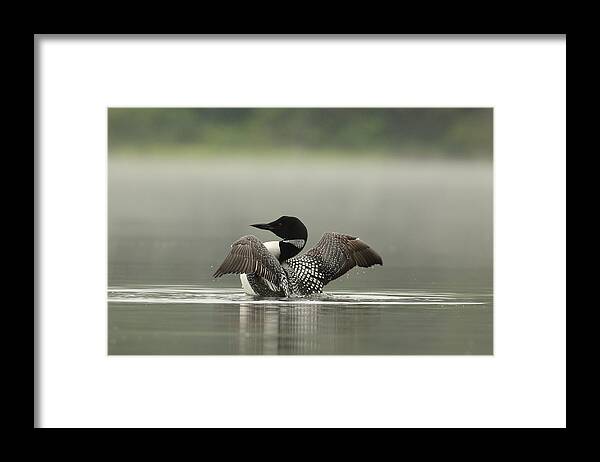 Loon Framed Print featuring the photograph Stretching the Wings by Duane Cross