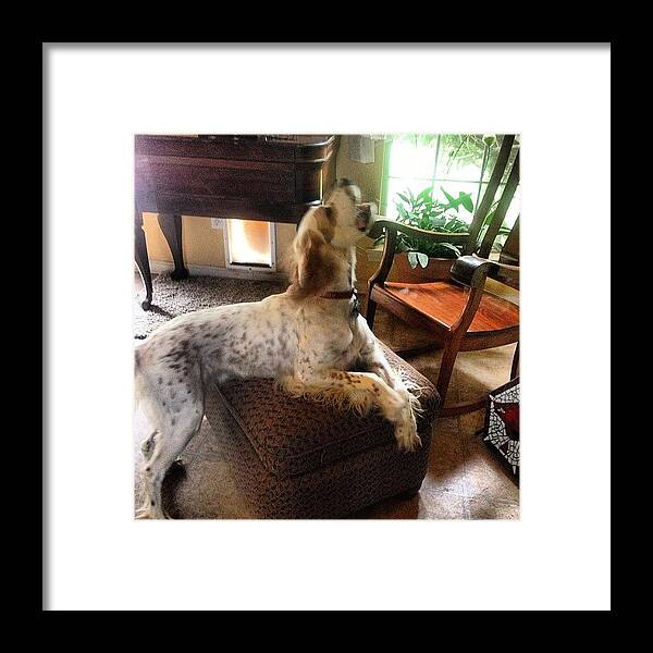 Model Framed Print featuring the photograph Strike A Pose Leo. #model #dog by Anna Hancock