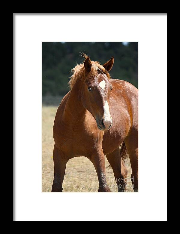 Horse Framed Print featuring the photograph Strike a Pose by Veronica Batterson