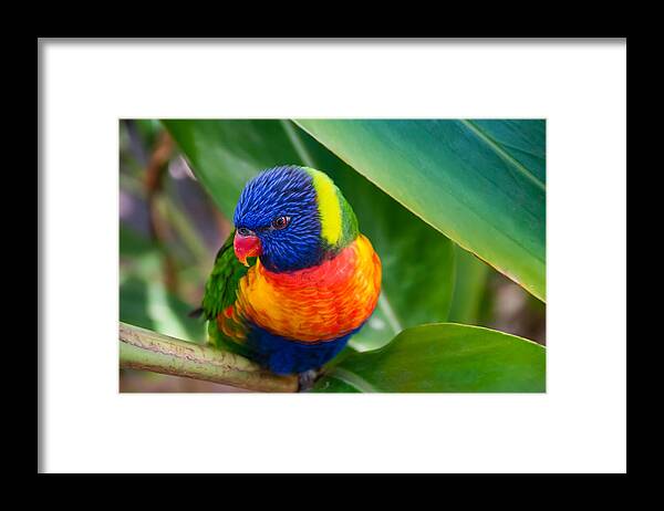 Adorable Framed Print featuring the photograph Striking Rainbow Lorakeet by Penny Lisowski