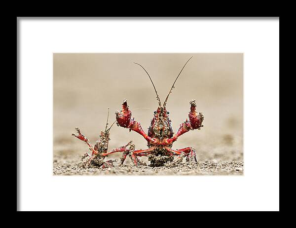 Mp Framed Print featuring the photograph Striped Crayfish by Jasper Doest