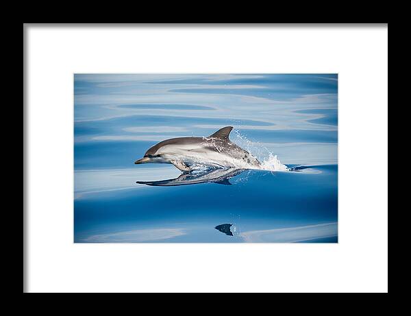 Dolphin Framed Print featuring the photograph Striped Dolphin by Mirko Ugo