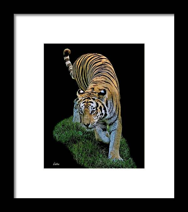 Asian Tiger Framed Print featuring the digital art Striped Predator by Larry Linton