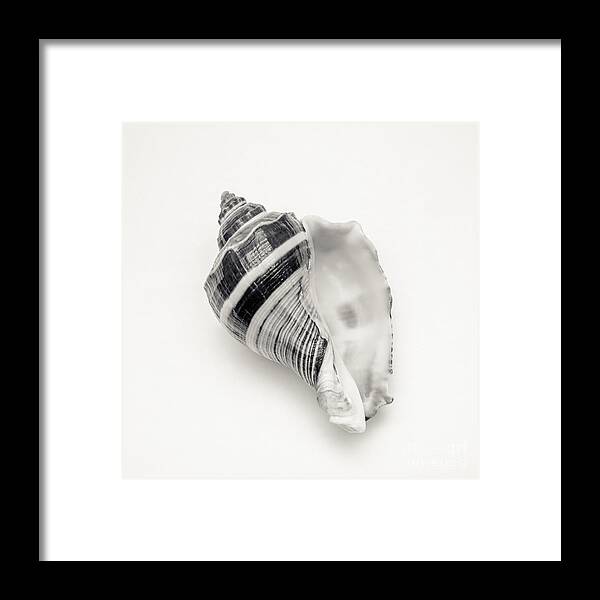 Seashell Photography Framed Print featuring the photograph Striped Sea Shell 2 by Lucid Mood