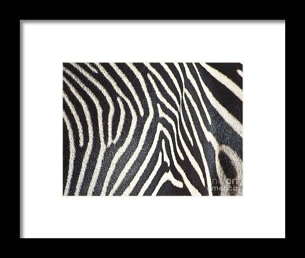 Animals Framed Print featuring the photograph Stripes and Ripples by Kathy McClure