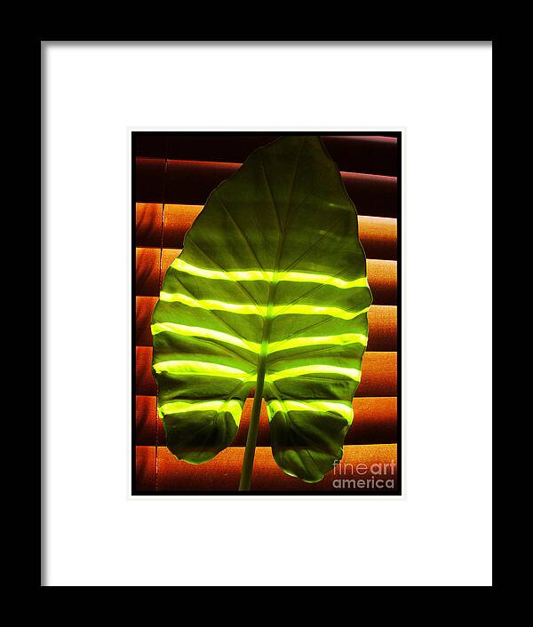 Stripes Framed Print featuring the photograph Stripes Of Light by Nina Ficur Feenan