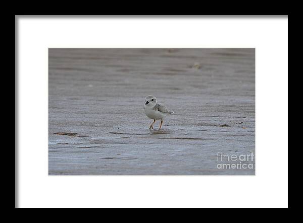 Birds Framed Print featuring the photograph Strolling by James Petersen
