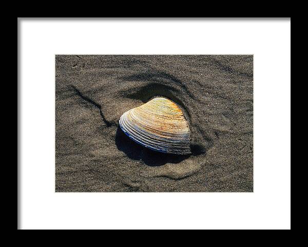 Shell Framed Print featuring the photograph Stuck by Gary Slawsky