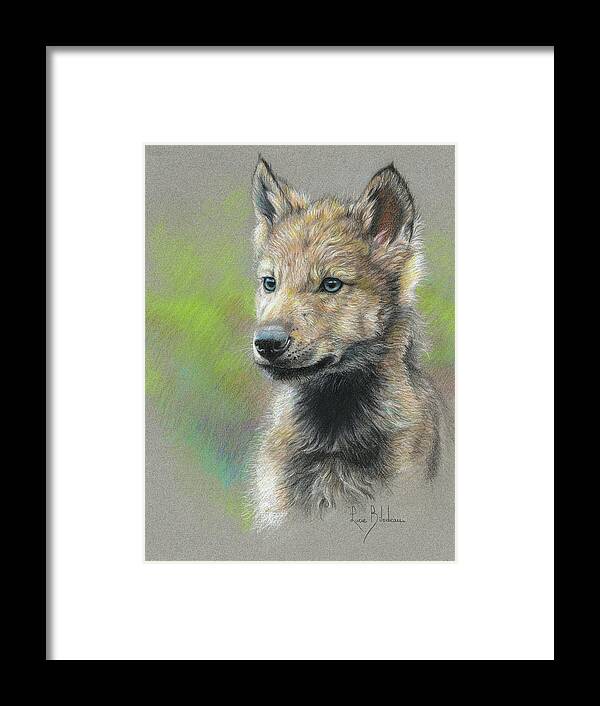 Wolf Framed Print featuring the drawing Study - Baby Wolf by Lucie Bilodeau