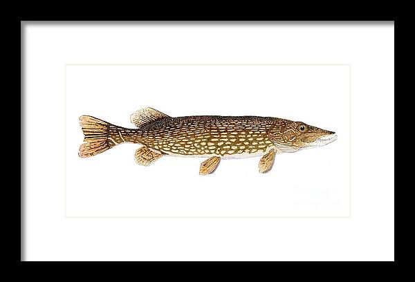 Pike Framed Print featuring the painting Study of a Northern Pike by Thom Glace