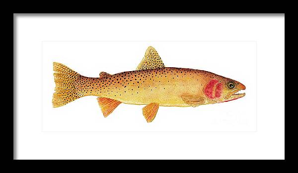 Yellowstone Framed Print featuring the painting Study of a Yellowstone Cutthroat Trout by Thom Glace