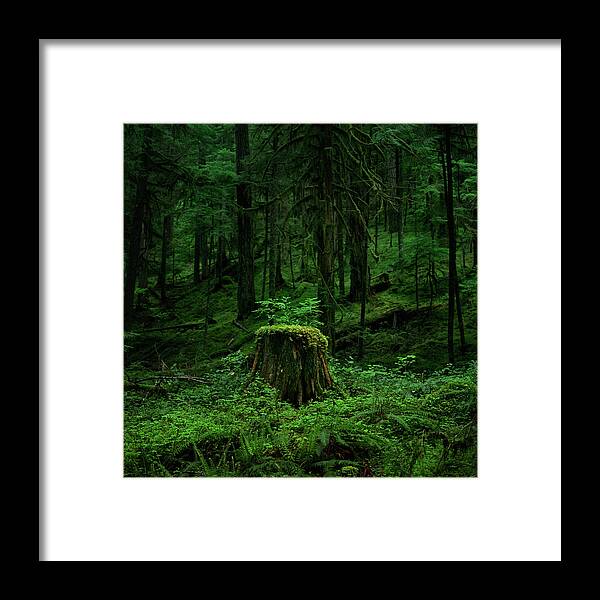 Tranquility Framed Print featuring the photograph Stump by Zeb Andrews