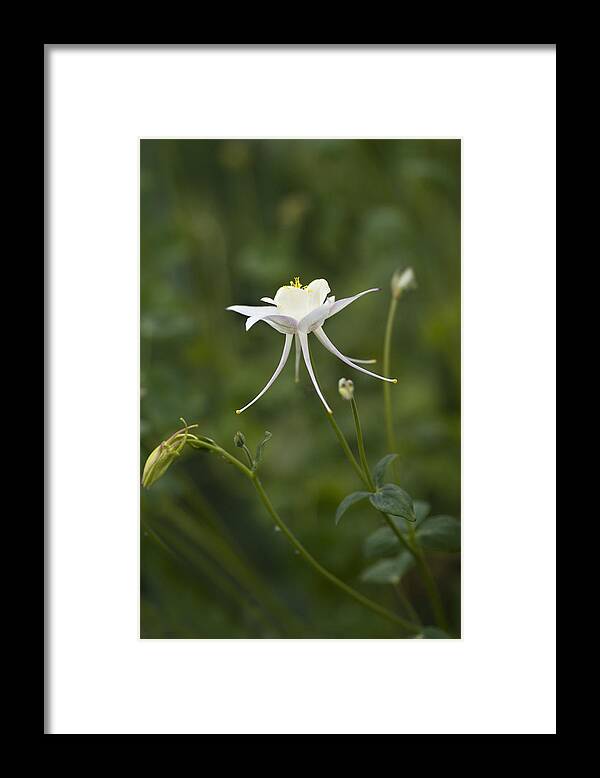 Columbine Framed Print featuring the photograph Stunner by Rebecca Cozart