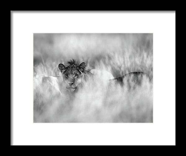 Lion Framed Print featuring the photograph Subtle Mane by Jaco Marx