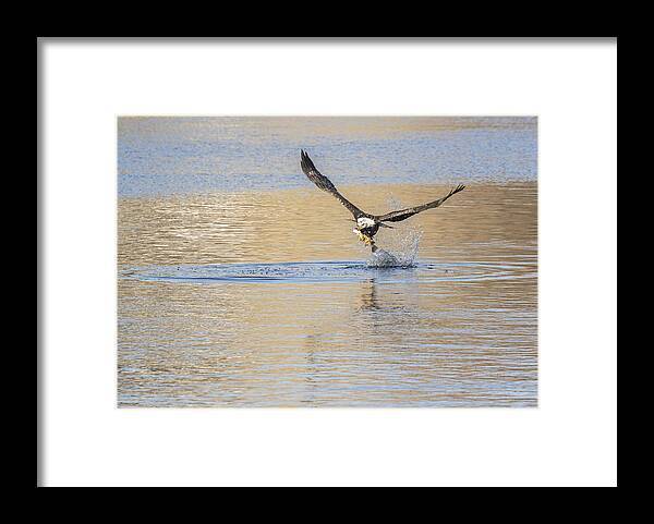 American Bald Eagle Framed Print featuring the photograph Success Means Dinner by Thomas Young