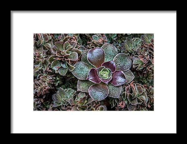 Succulent Art Framed Print featuring the photograph Succulent Art by Dale Kincaid