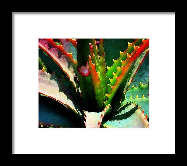 Succulent Framed Print featuring the photograph Succulent by Timothy Bulone