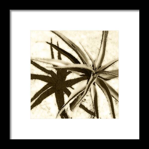 Botanical Framed Print featuring the photograph Succulent Under The Scorching Desert Sun by Ben and Raisa Gertsberg