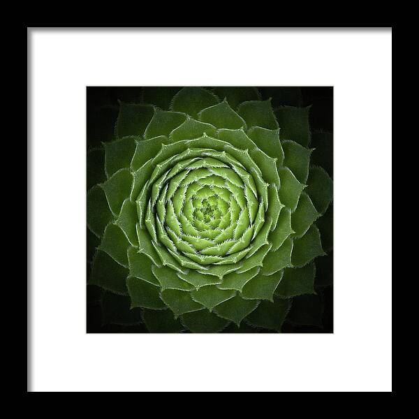 Green Framed Print featuring the photograph Succulent by Victor Mozqueda