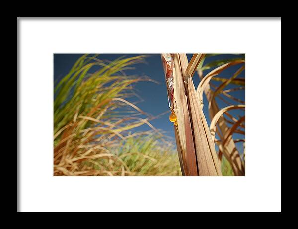 Clear Sky Framed Print featuring the photograph Sugar cane fields in Egypt by Tom Allen