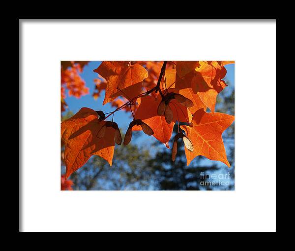 Maple Leaves Framed Print featuring the photograph Sugar Maple Leaves From Below by Anna Lisa Yoder