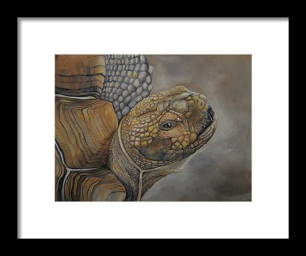 Tortoise Framed Print featuring the drawing Sulcata by Jean Cormier