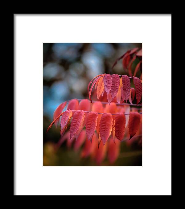 Sumac Framed Print featuring the photograph Sumac Glow by James Barber