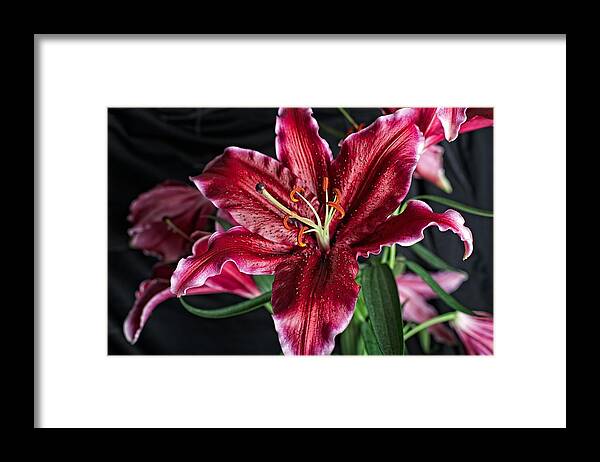 Flower Framed Print featuring the photograph Sumatran Lily by Dave Files