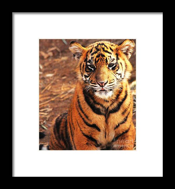 Nature Framed Print featuring the photograph Sumatran Tiger Cub by Olivia Hardwicke
