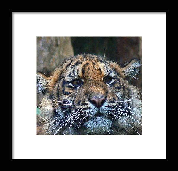 Sumatran Tiger Framed Print featuring the photograph Sumatran Tiger Cub On Alert by Margaret Saheed