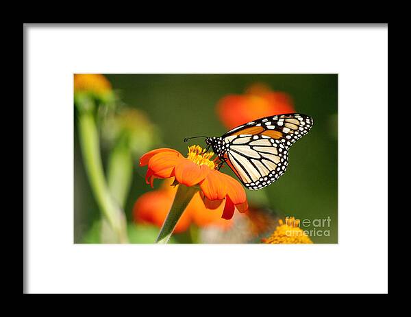 Monarch Framed Print featuring the photograph Summer Beauty by Living Color Photography Lorraine Lynch