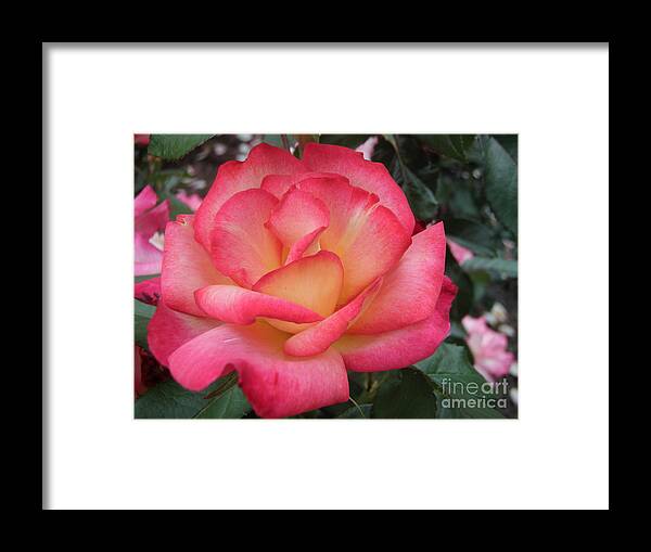Rose Framed Print featuring the photograph Summer Beauty by Nona Kumah